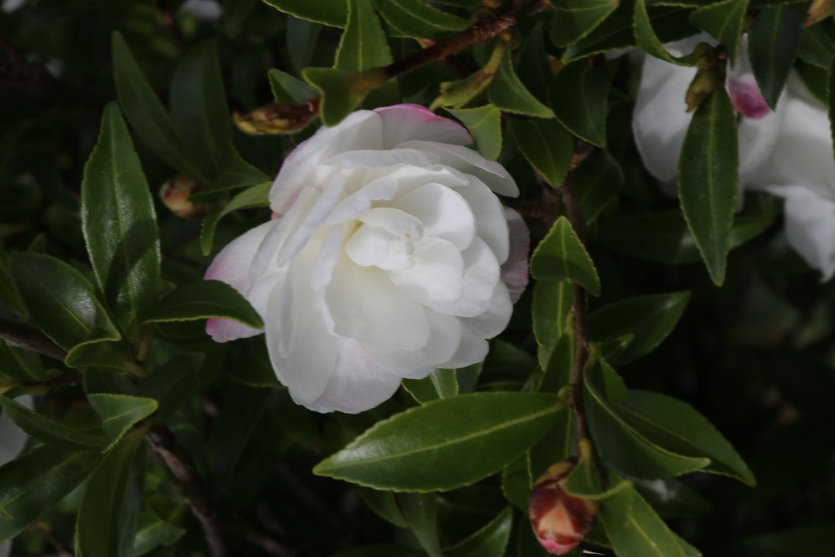 Sasanqua Camellia Paradise Little Liane (Camellia sasanqua)