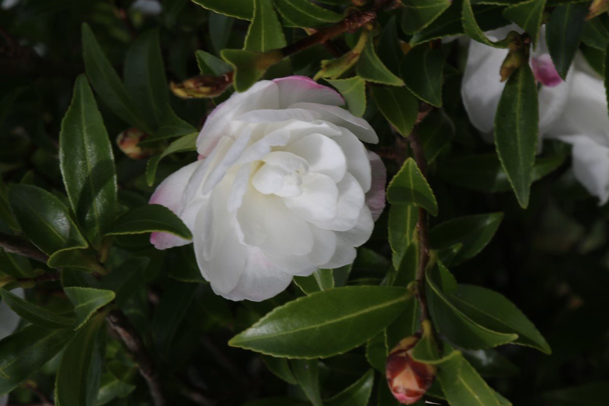 Sasanqua Camellia Paradise Little Liane (Camellia sasanqua) - Ladybird Nursery