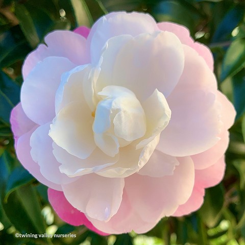 Sasanqua Camellia Paradise Helen (Camellia sasanqua)