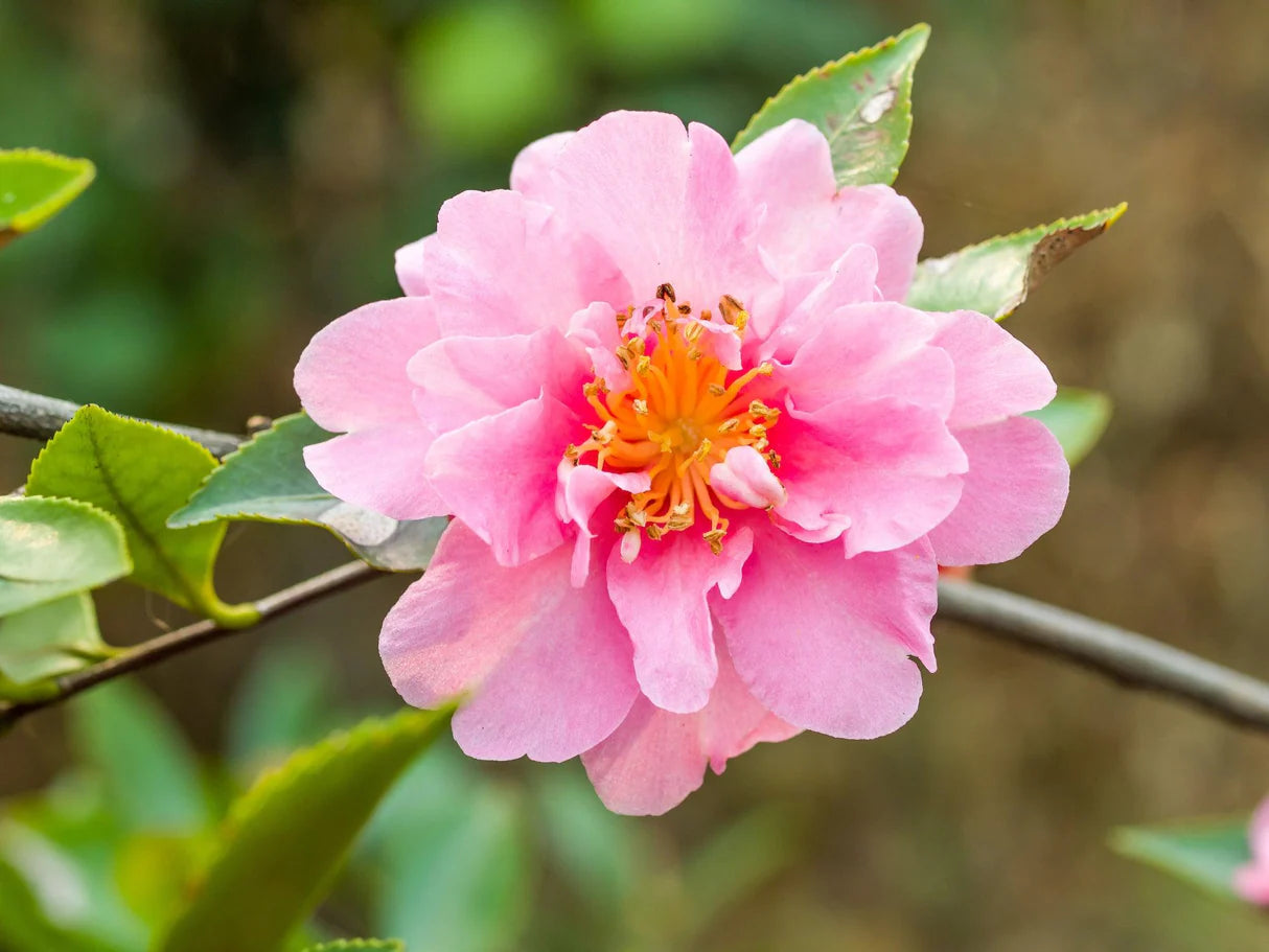 Sasanqua Camellia Paradise Pearl (Camellia sasanqua)