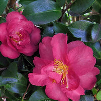 Sasanqua Camellia Queenslander (Camellia sasanqua) - Ladybird Nursery