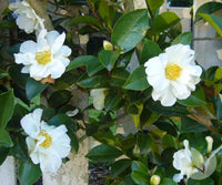 Sasanqua Camellia Setsugekka (Camellia sasanqua) - Ladybird Nursery