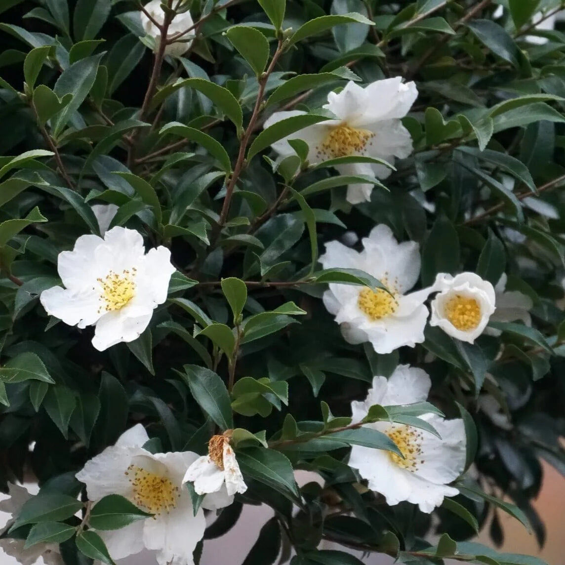 Sasanqua Camellia Setsugekka (Camellia sasanqua)
