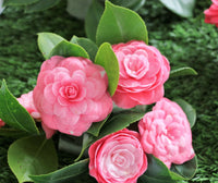 Sasanqua Camellia Showa No Sakae (Camellia sasanqua)