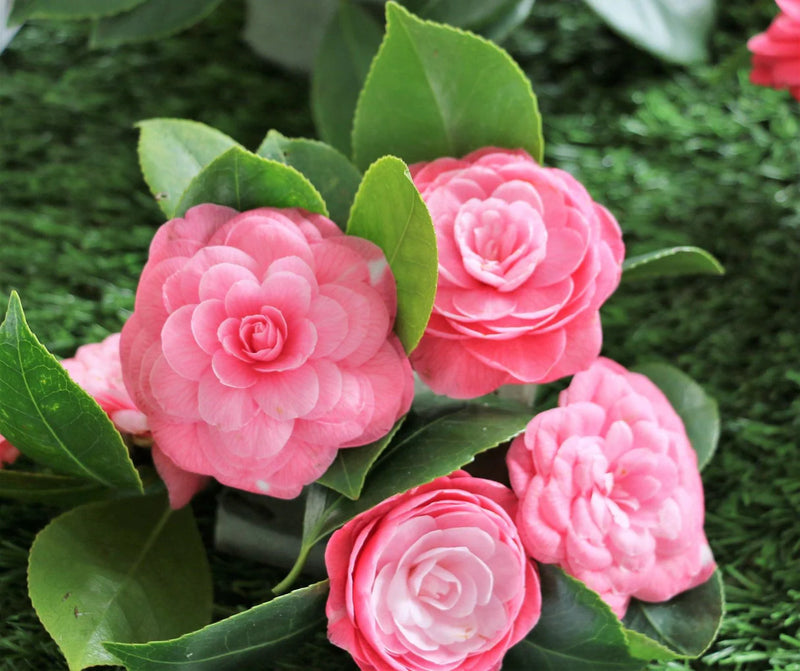 Sasanqua Camellia Showa No Sakae (Camellia sasanqua)