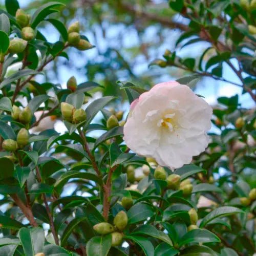 Sasanqua Camellia Star Above Star (Camellia sasanqua) - Ladybird Nursery