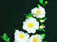 Sasanqua Camellia Paradise Barbara (Camellia sasanqua) - Ladybird Nursery