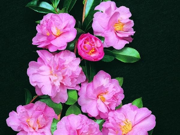 Sasanqua Camellia Paradise Petite (Camellia sasanqua)