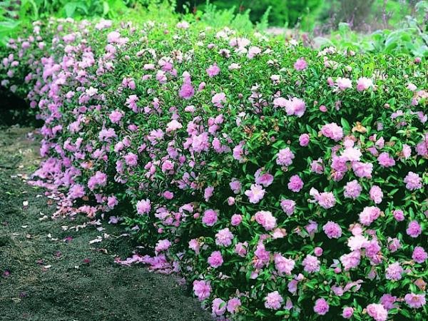 Sasanqua Camellia Paradise Sarah (Camellia sasanqua) - Ladybird Nursery