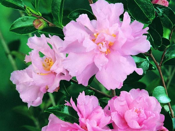Sasanqua Camellia Paradise Petite Pink (Camellia sasanqua) - Ladybird Nursery