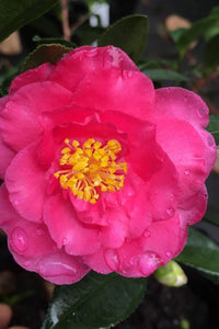 Sasanqua Camellia Julie Anne (Camellia Sasanqua)