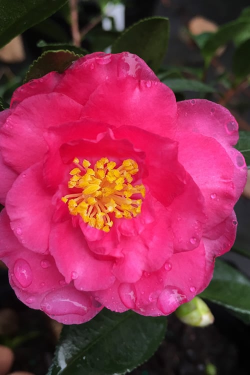 Sasanqua Camellia Julie Anne (Camellia Sasanqua) - Ladybird Nursery