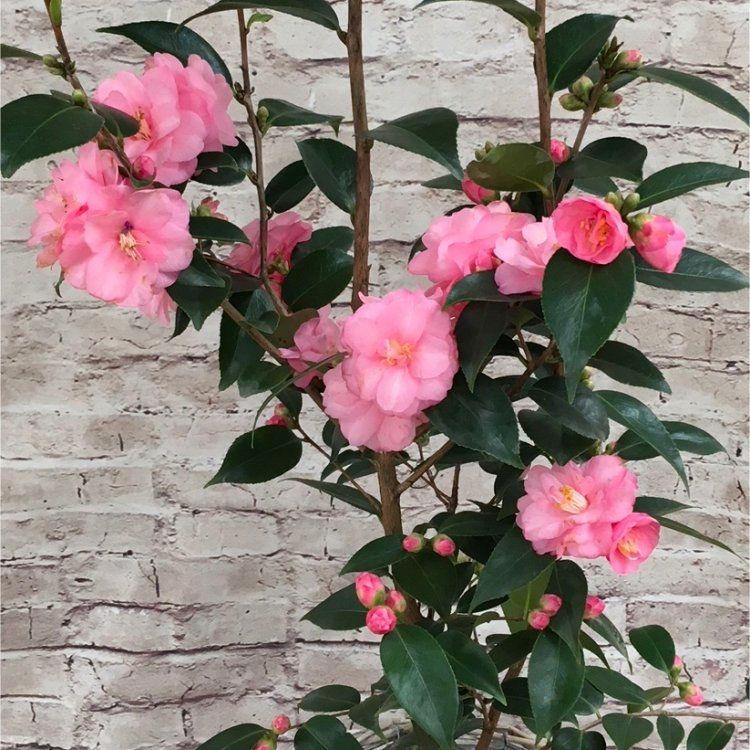 Camellia Spring Festival (Camellia japonica) - Ladybird Nursery