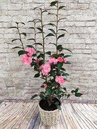 Camellia Spring Festival (Camellia japonica)