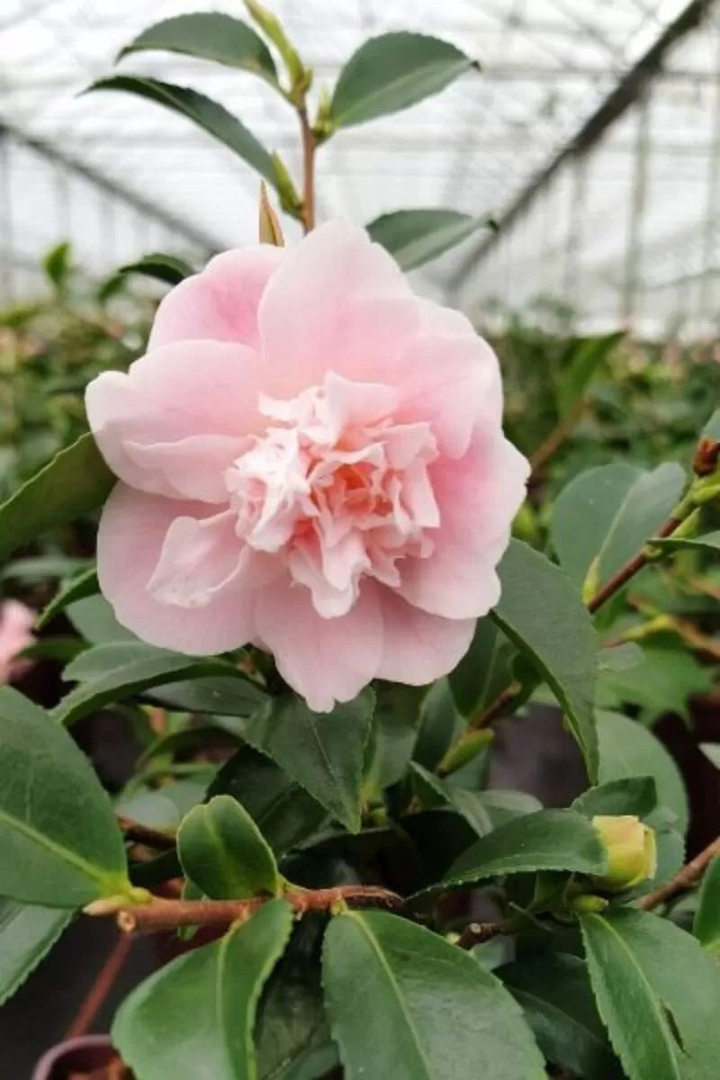 Camellia Sweet Emily Kate (Camellia)