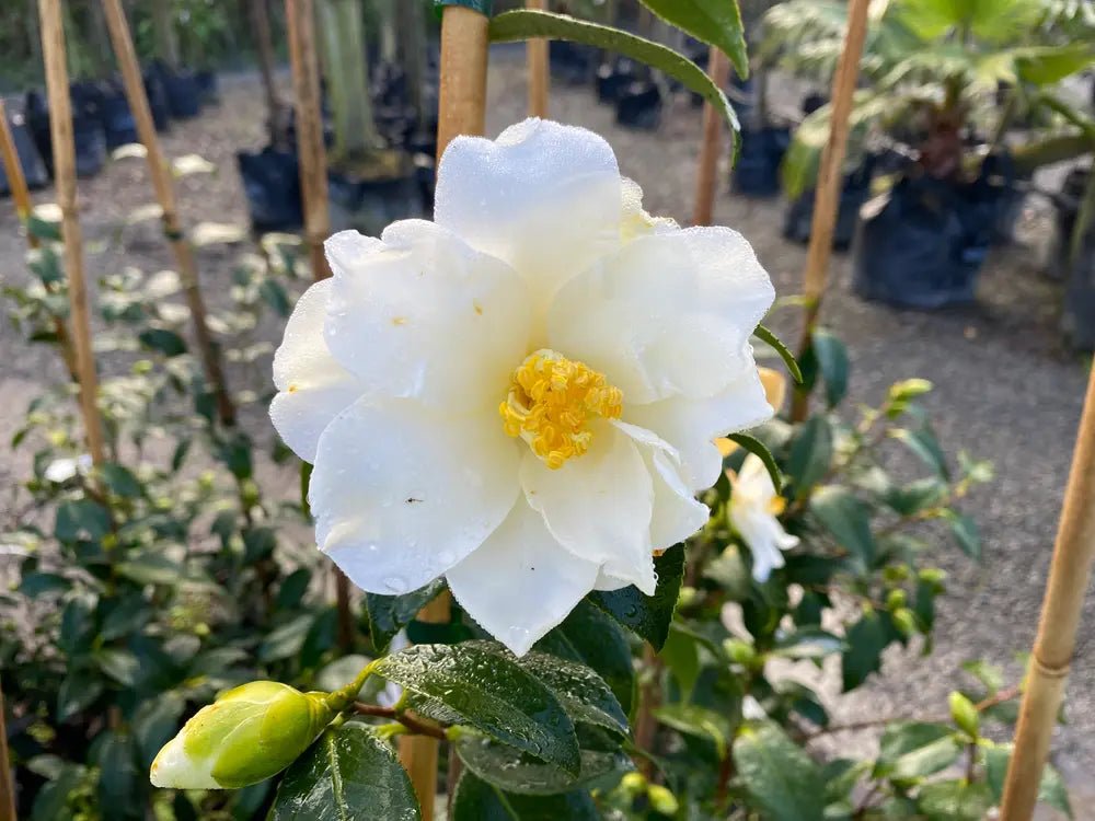 Sasanqua Camellia Star Above Star (Camellia sasanqua) - Ladybird Nursery