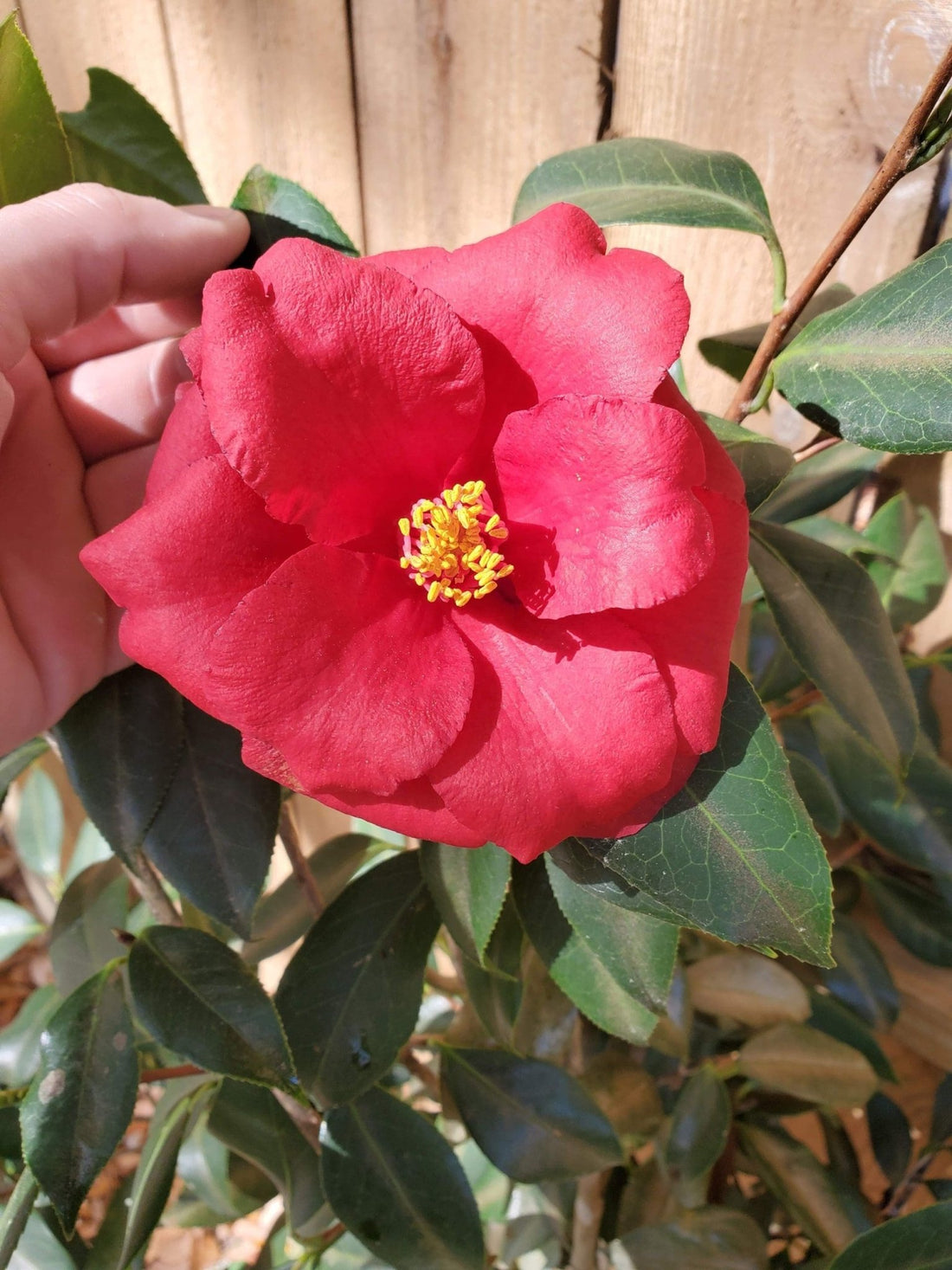 Camellia Drama Girl (Camellia japonica) - Ladybird Nursery