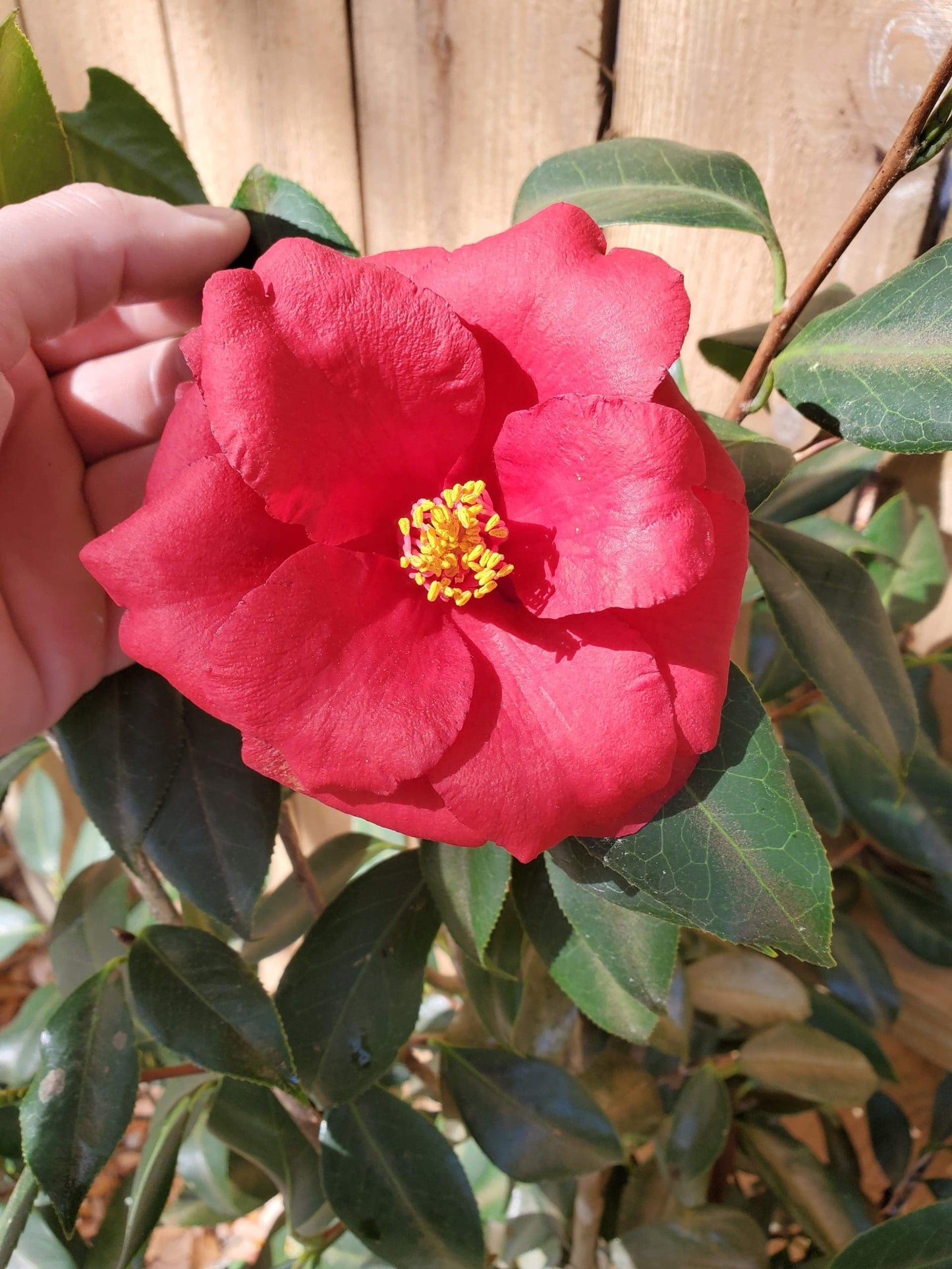 Camellia Drama Girl (Camellia japonica)