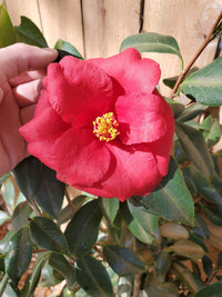 Camellia Drama Girl (Camellia japonica)