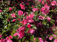 Sasanqua Camellia ShiShi Gashira (Camellia sasanqua) - Ladybird Nursery