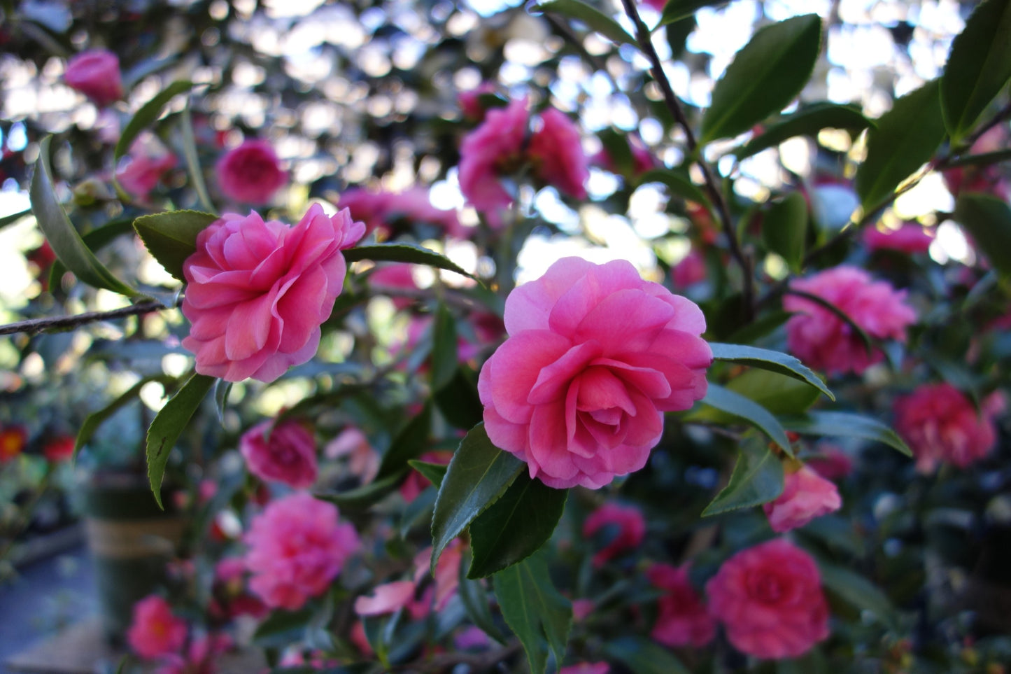 Camellia 'Chansonette'