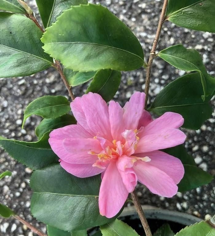Camellia Fragrant Pink (Camellia) - Ladybird Nursery