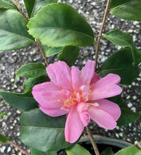 Camellia Fragrant Pink (Camellia)