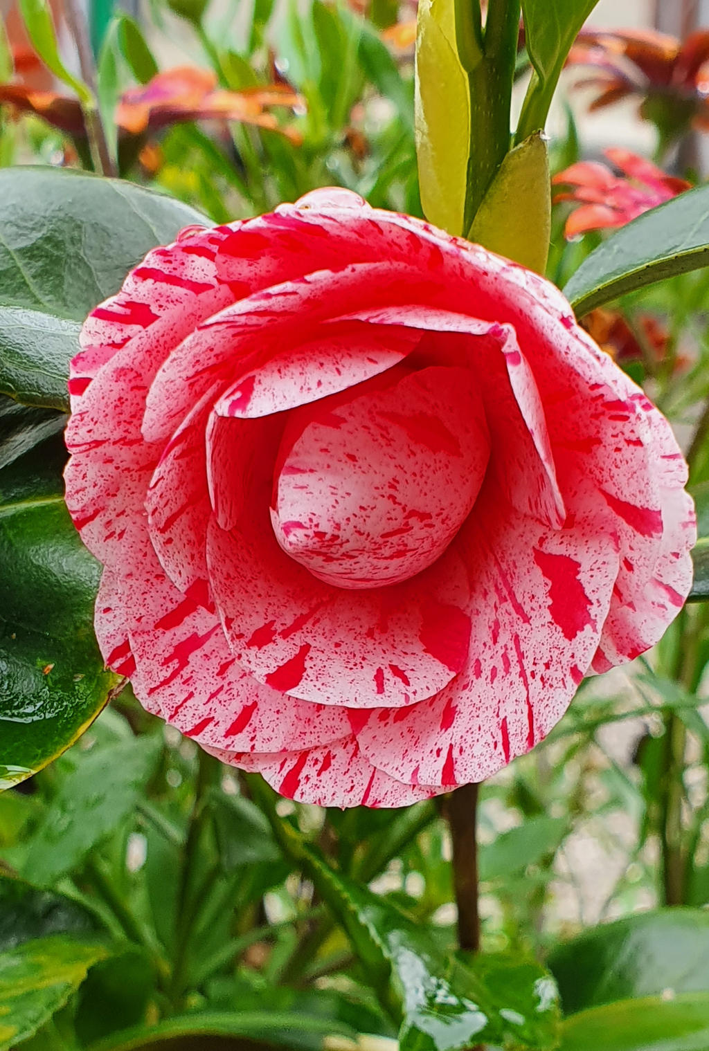 Camellia Helenor (Camellia Japonica)