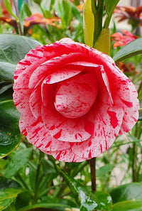 Camellia Helenor (Camellia Japonica)