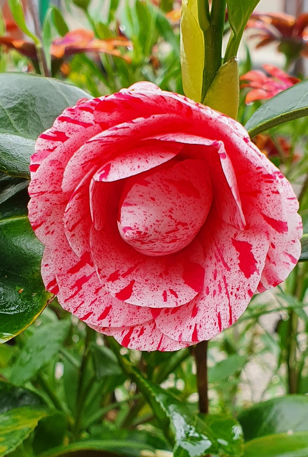 Camellia Helenor (Camellia Japonica) - Ladybird Nursery