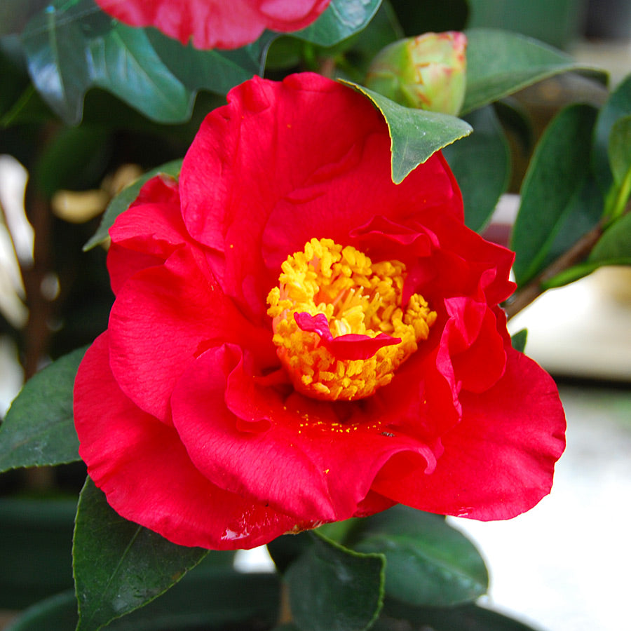 Camellia Bob Hope (Camellia japonica)