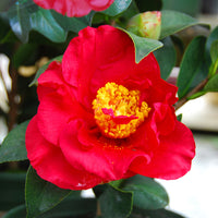 Camellia Bob Hope (Camellia japonica)