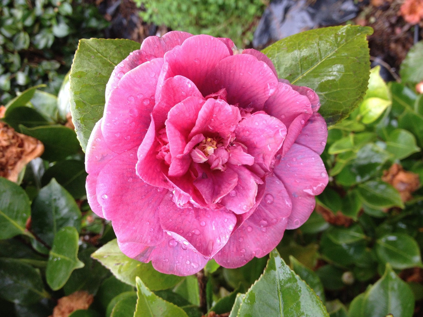 Camellia Dona Herzilia de Freitas Magalhaes (Camellia japonica)