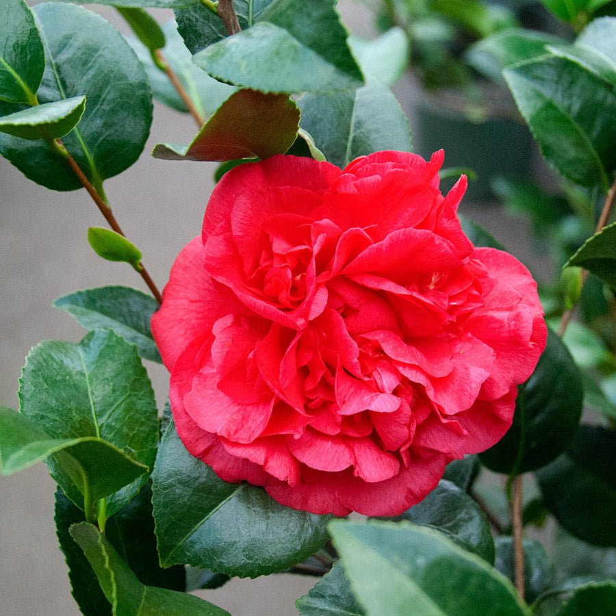 Camellia Kramers Supreme (Camellia japonica) - Ladybird Nursery