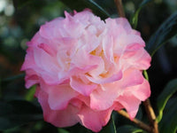 Camellia Nuccios Jewel (Camellia japonica) - Ladybird Nursery