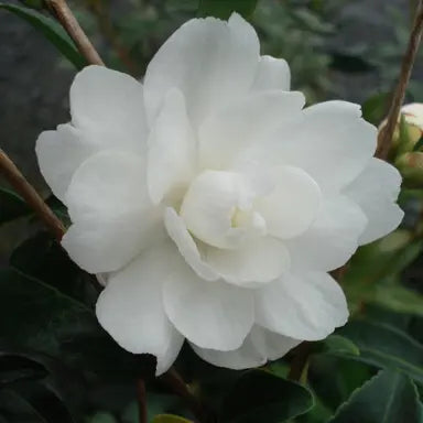 Sasanqua Camellia Paradise Little Liane (Camellia sasanqua)