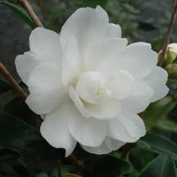 Sasanqua Camellia Paradise Little Liane (Camellia sasanqua) - Ladybird Nursery