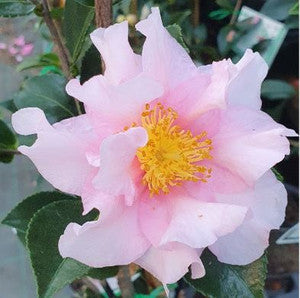 Sasanqua Camellia Barbara Louise (Camellia sasanqua)