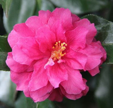 Sasanqua Camellia Rebecca (Camellia sasanqua)