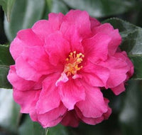 Sasanqua Camellia Rebecca (Camellia sasanqua) - Ladybird Nursery