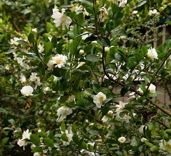 Scented Camellia (Camellia Scentuous)