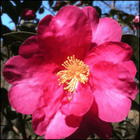 Sasanqua Camellia Vanity Fair (Camellia sasanqua)
