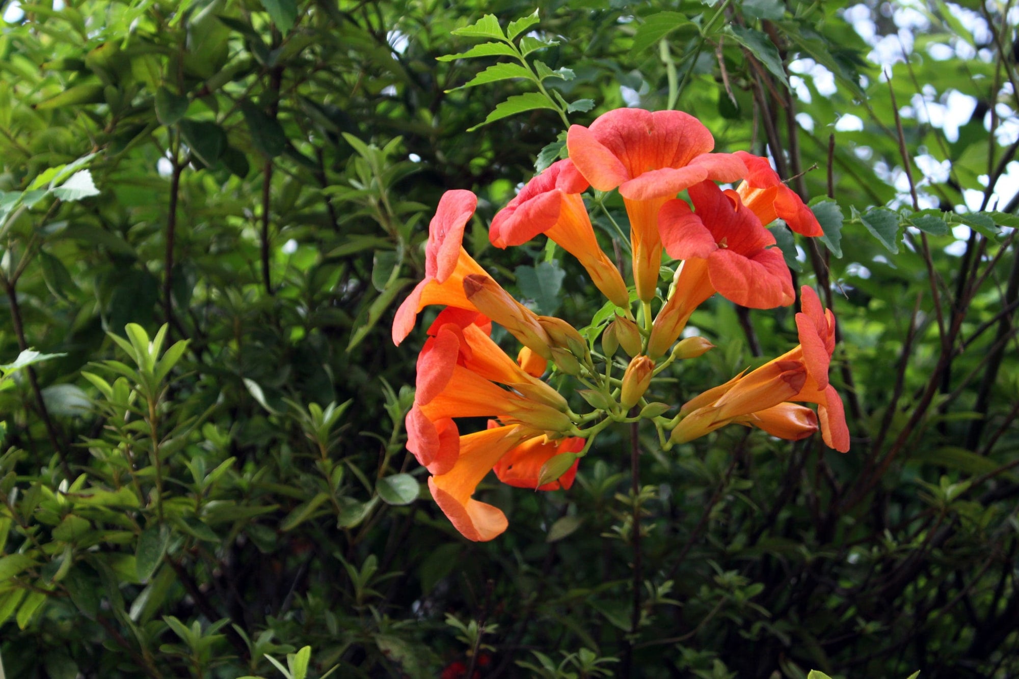 Blood Red Trumpet Vine (Distictis buccinatoria) - Ladybird Nursery