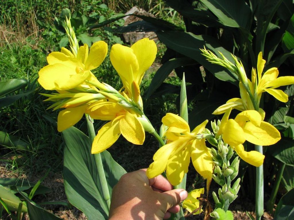 Canna Lemon Gem (Canna) - Ladybird Nursery