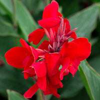 Canna generalis Red (Canna x.)