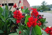 Canna generalis Red (Canna x.) - Ladybird Nursery