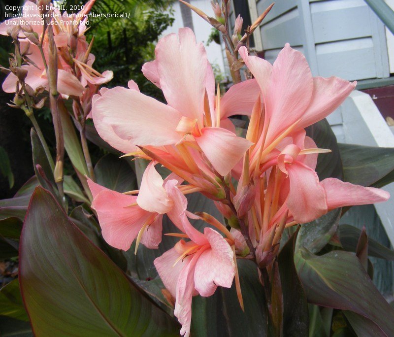 Canna (Canna Constitution)