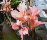 Canna (Canna Constitution)