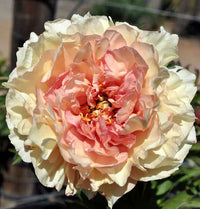 Itoh Peony Canary Brilliants (Paeonia)