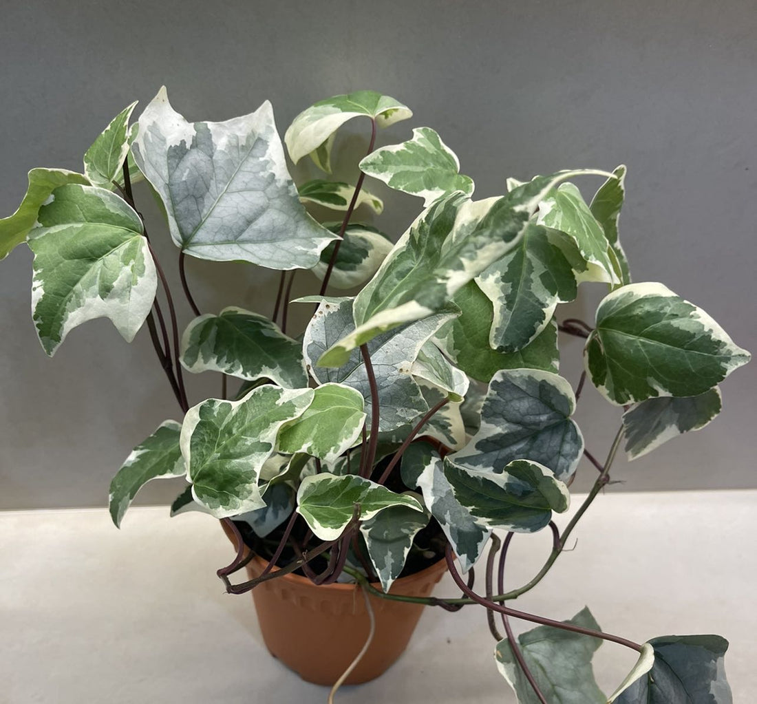 Canary Island Ivy Variegata (Hedera canariensis) - Ladybird Nursery
